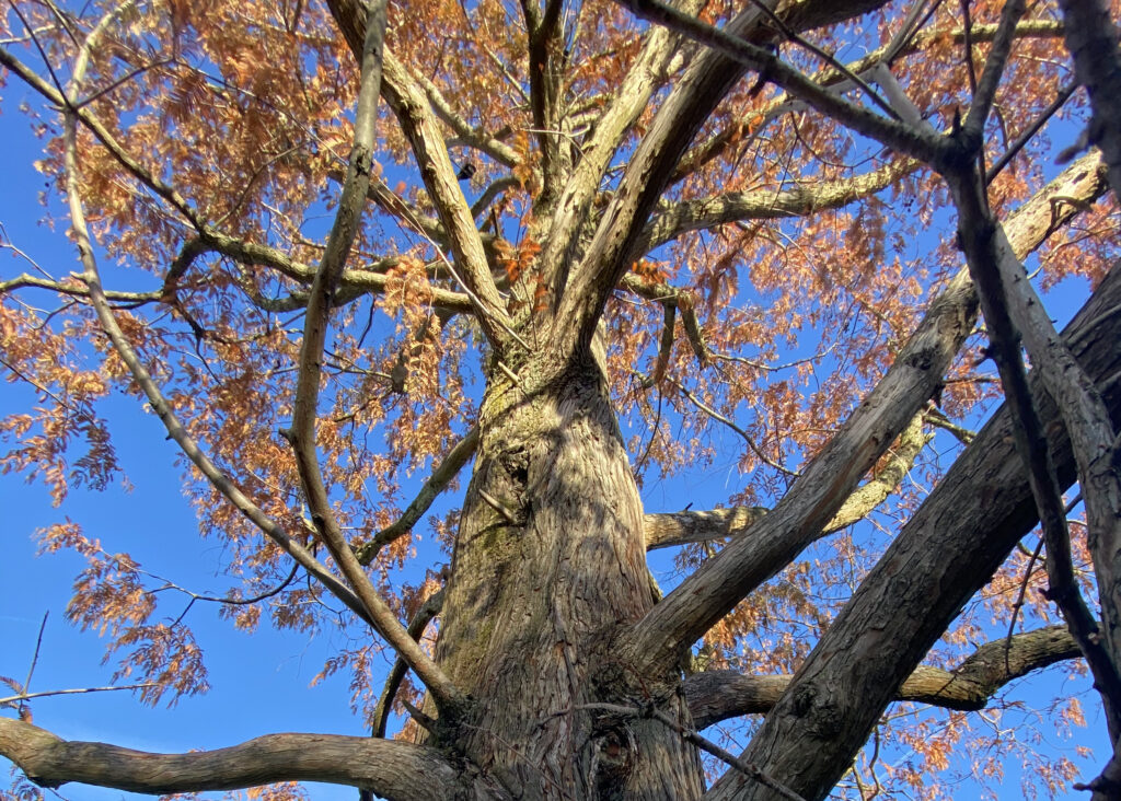 Forstbotanischer Garten Baum