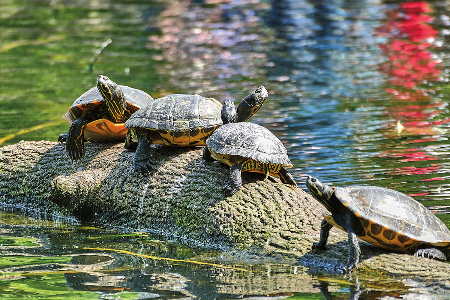 Welches Bild gefällt Ihnen am besten?